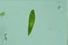 Euglena spirogyra