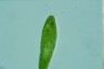 Euglena spirogyra