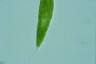 Euglena spirogyra