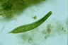 Euglena spirogyra