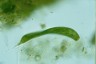 Euglena spirogyra