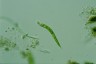 Euglena mutabilis