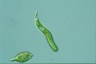 Euglena mutabilis