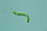 Euglena mutabilis