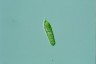 Euglena mutabilis