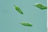 Euglena mutabilis