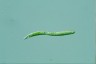 Euglena mutabilis