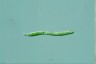 Euglena mutabilis