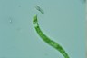 Euglena deses