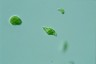 Euglena