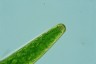 Closterium baillyanum