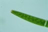 Closterium baillyanum