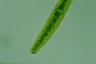 Closterium baillyanum