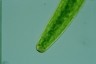 Closterium baillyanum