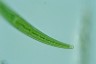 Closterium rostratum