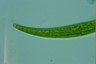 Closterium rostratum