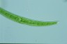 Closterium rostratum