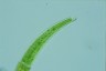 Closterium rostratum