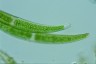 Closterium rostratum