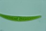 Closterium rostratum