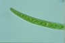 Closterium intermedium