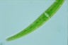 Closterium rostratum