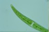 Closterium rostratum