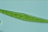 Closterium ralfsii