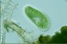 Paramecium bursaria