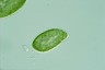 Paramecium bursaria