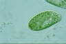 Paramecium bursaria