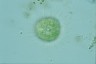 Acanthocystis turfacea