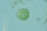 Acanthocystis turfacea