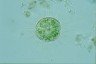 Acanthocystis turfacea