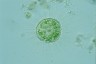 Acanthocystis turfacea