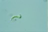 Euglena mutabilis