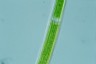 Closterium angustatum