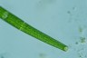 Closterium angustatum