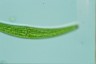 Closterium rostratum