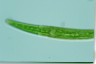 Closterium intermedium