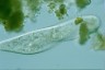 Paramecium caudatum