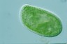 Paramecium bursaria