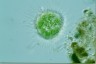 Acanthocystis turfacea