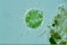 Acanthocystis turfacea