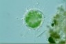 Acanthocystis turfacea