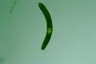 Euglena ehrenbergii