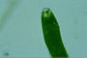 Euglena ehrenbergii