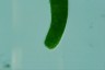 Euglena ehrenbergii