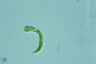 Euglena mutabilis