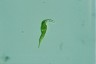 Euglena mutabilis